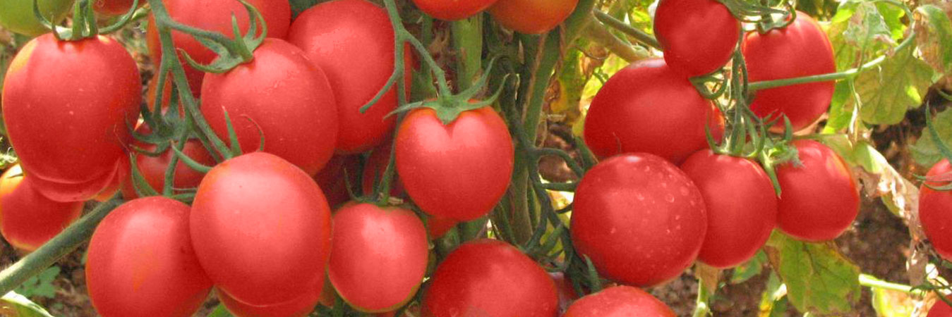 Organic Pesticide and Organic sanitizer