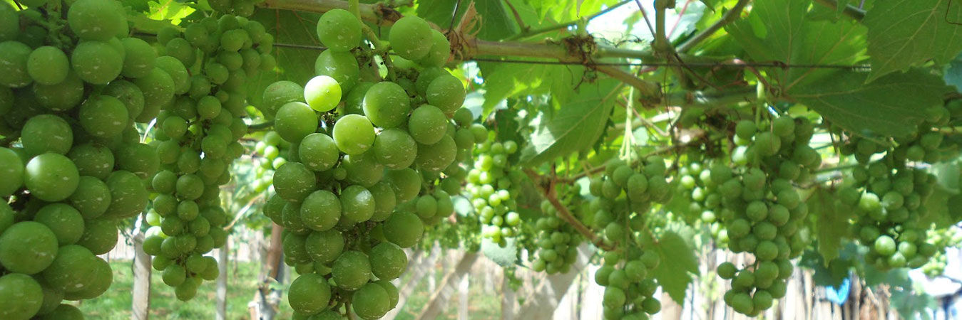 Plant Protection Bio Organic Fertilizer Input Pesticide