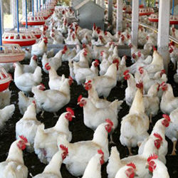 Poultry Feed