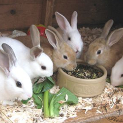 Rabbit Feed