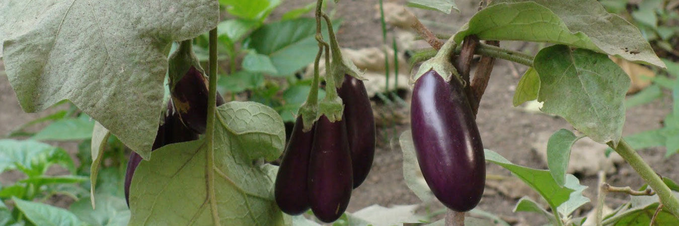 SSCL – Organic Fertilizers