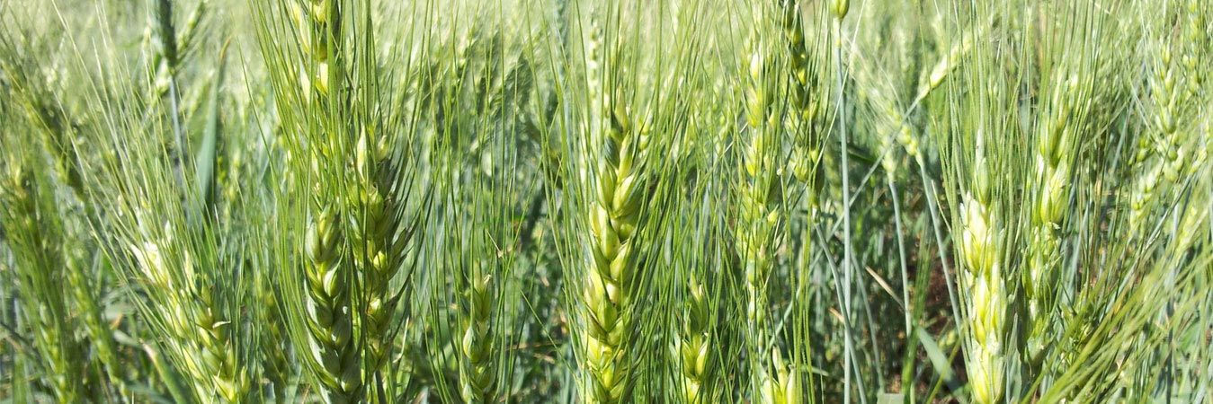 SSCL – Organic Input